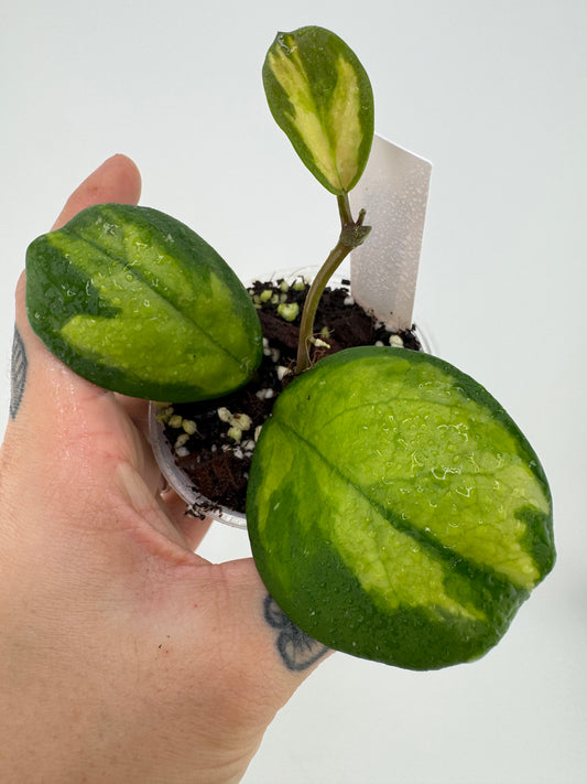 Hoya Obovota Picta inner variegated