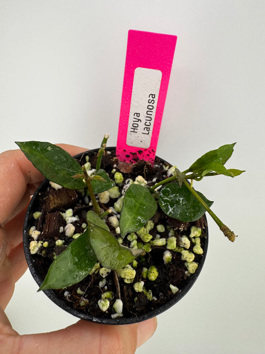 Hoya Lacunosa