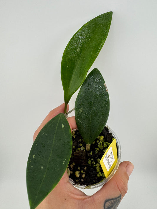 Hoya Sp. Laos 003 ‘Meuangmai’