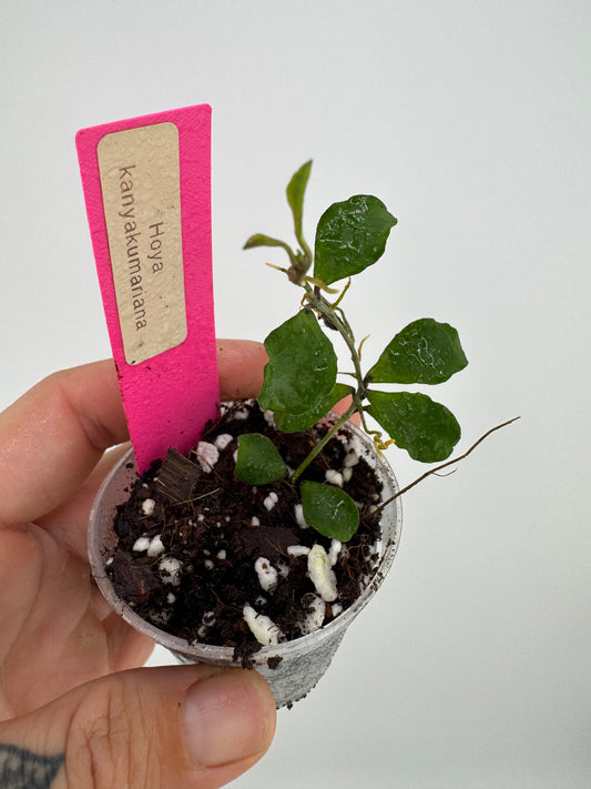 Hoya Kanyakumariana