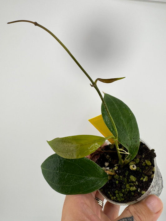 Hoya ‘UT-033’