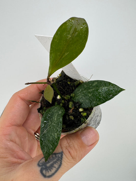 Hoya memoria splash