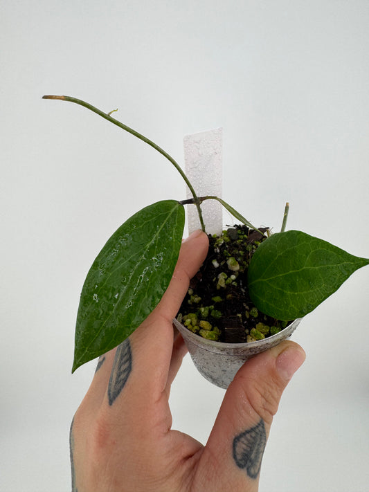 Hoya Camphorifolia
