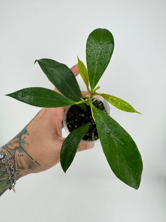 Hoya Rosiarioae