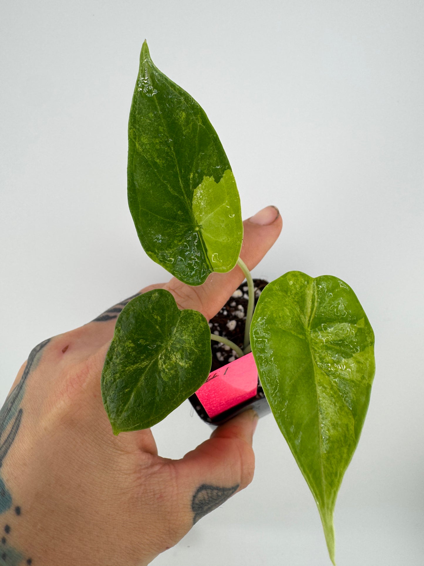 Alocasia Dragon Scale Aurea Variegated #1