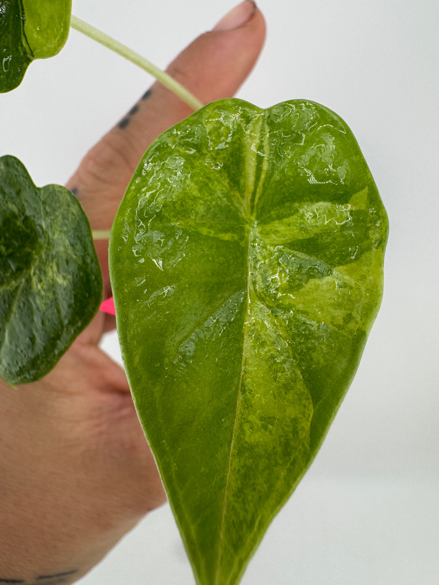 Alocasia Dragon Scale Aurea Variegated #1