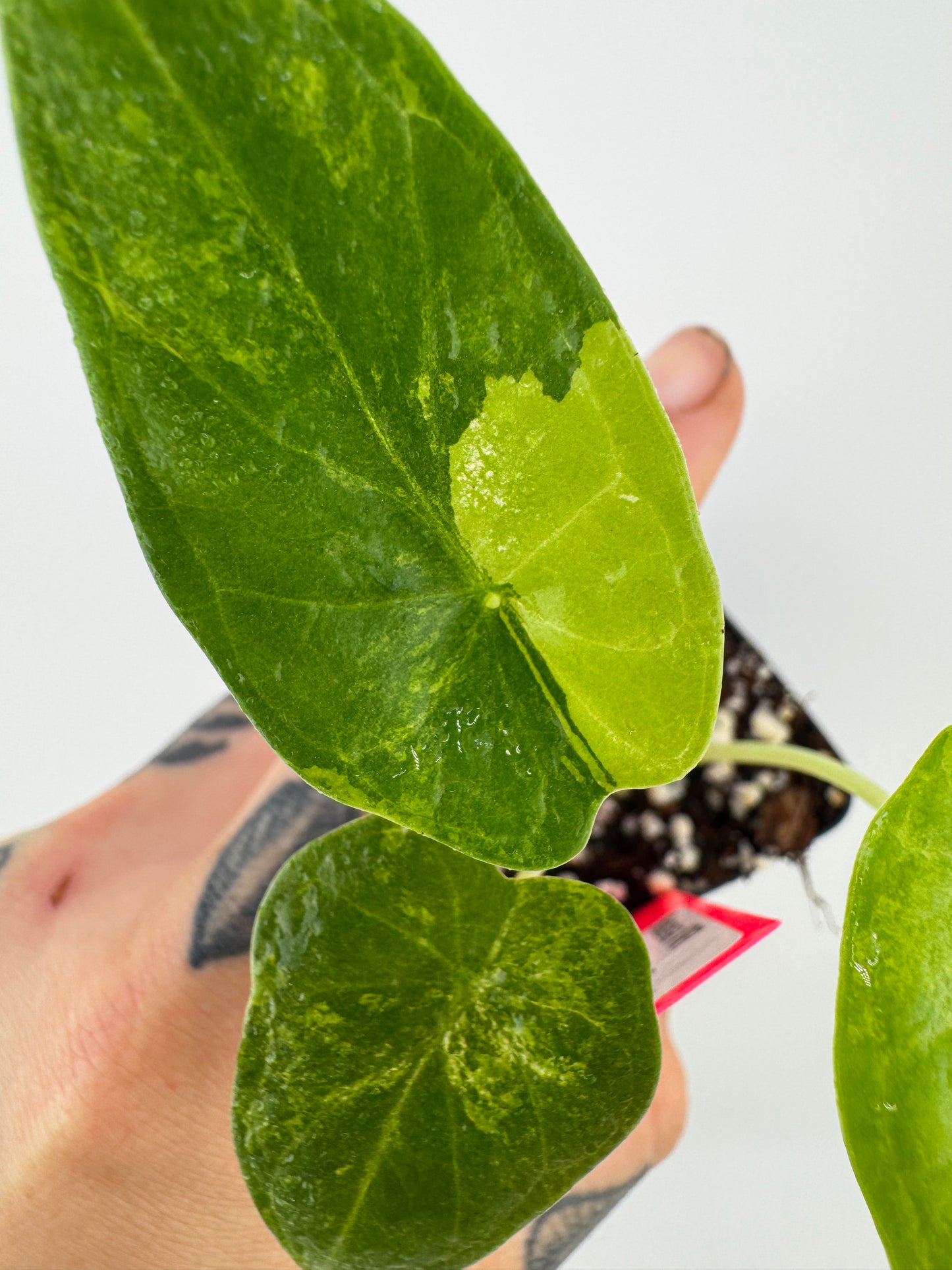 Alocasia Dragon Scale Aurea Variegated #1