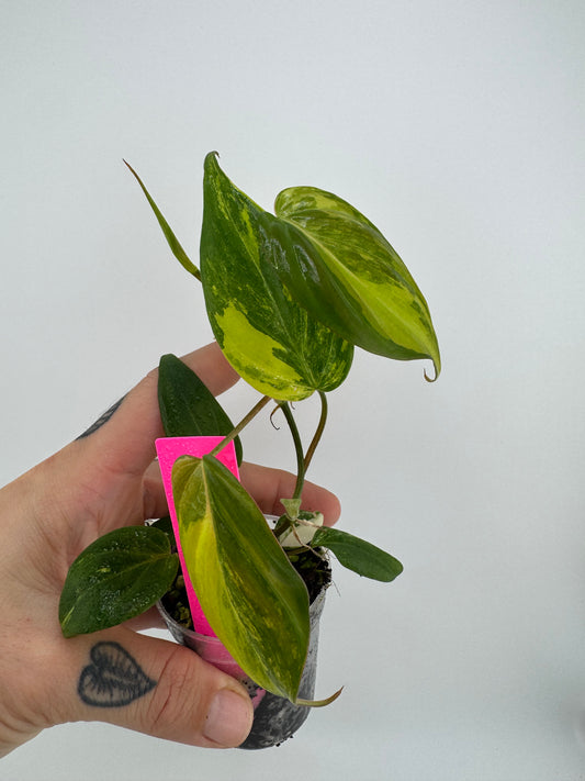 Philodendron VAR micans ‘aurea’ #2