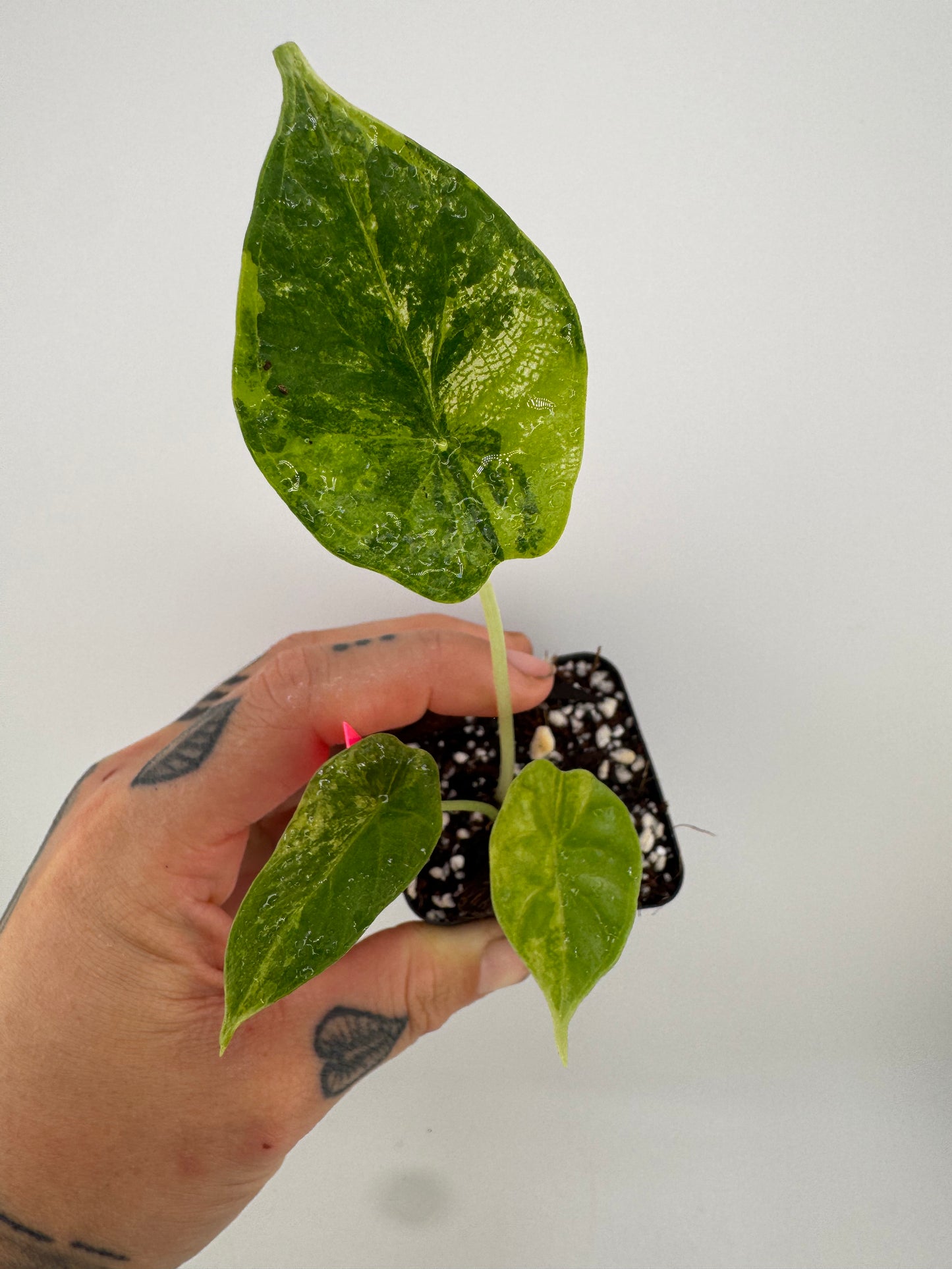 Alocasia Dragon Scale Aurea Variegated #2