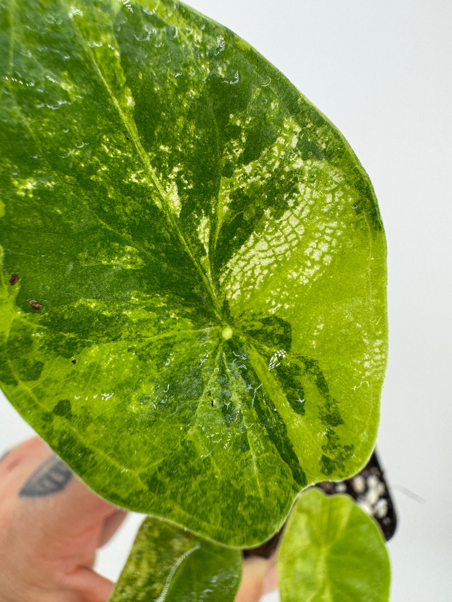 Alocasia Dragon Scale Aurea Variegated #2