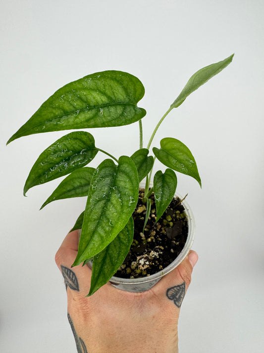 Monstera siltpecana