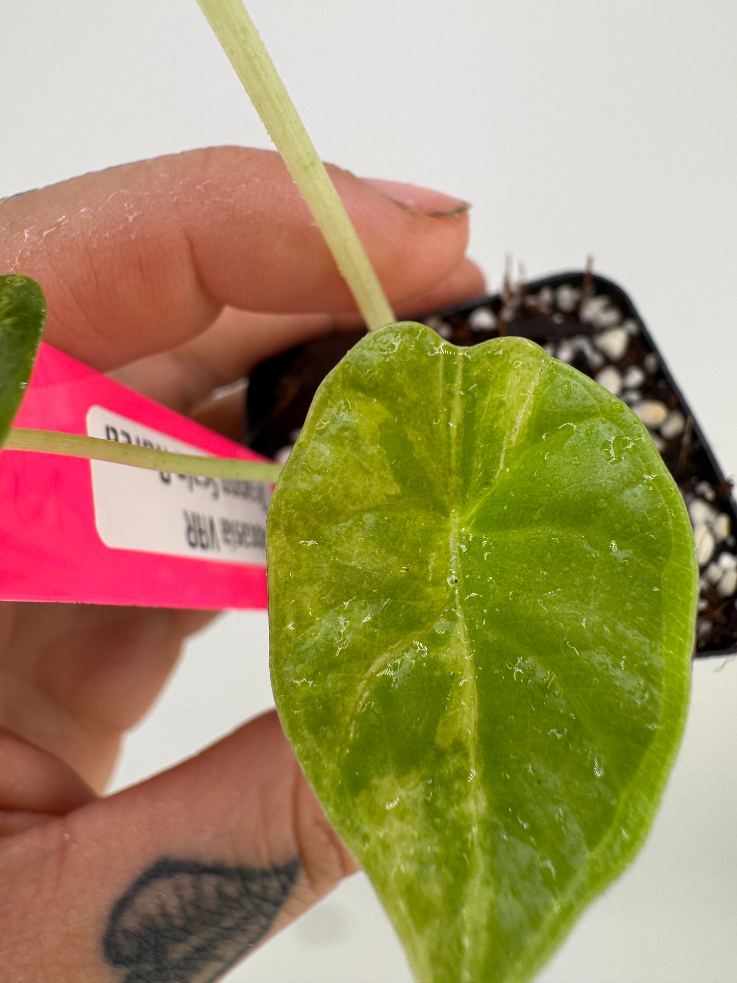 Alocasia Dragon Scale Aurea Variegated #2