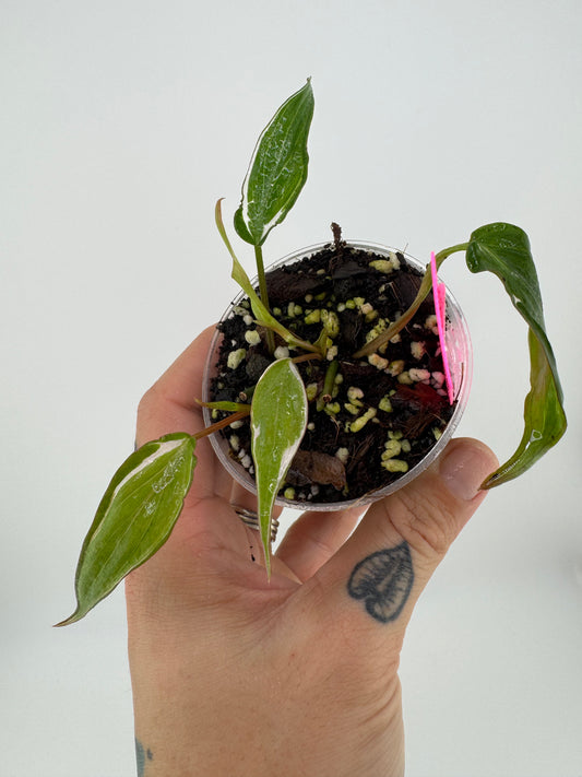 Variegated Philodendron Micans ‘Halo’