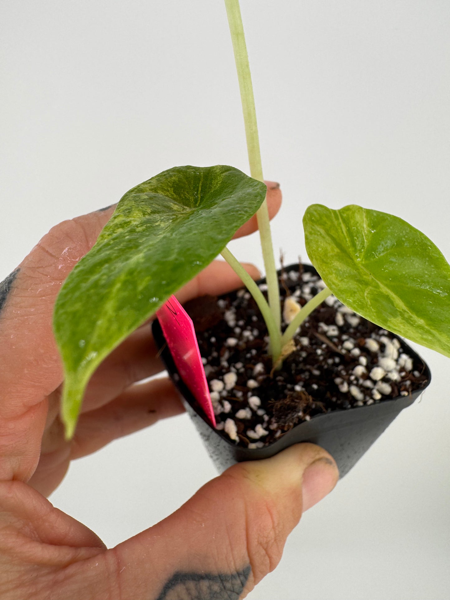 Alocasia Dragon Scale Aurea Variegated #2
