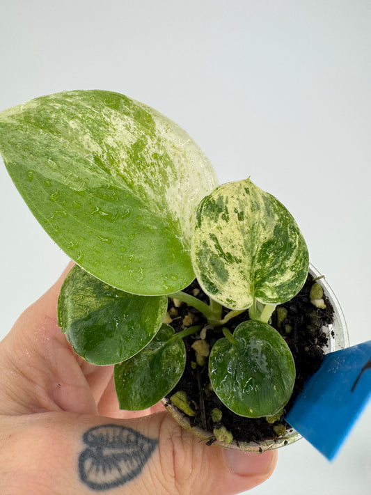 Scindapsus Variegated Mangurai #1