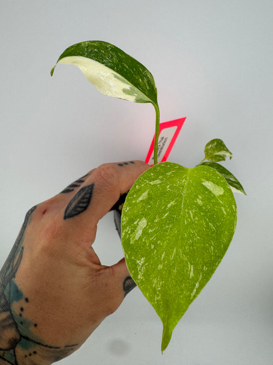 Monstera Variegated Thai Constellation