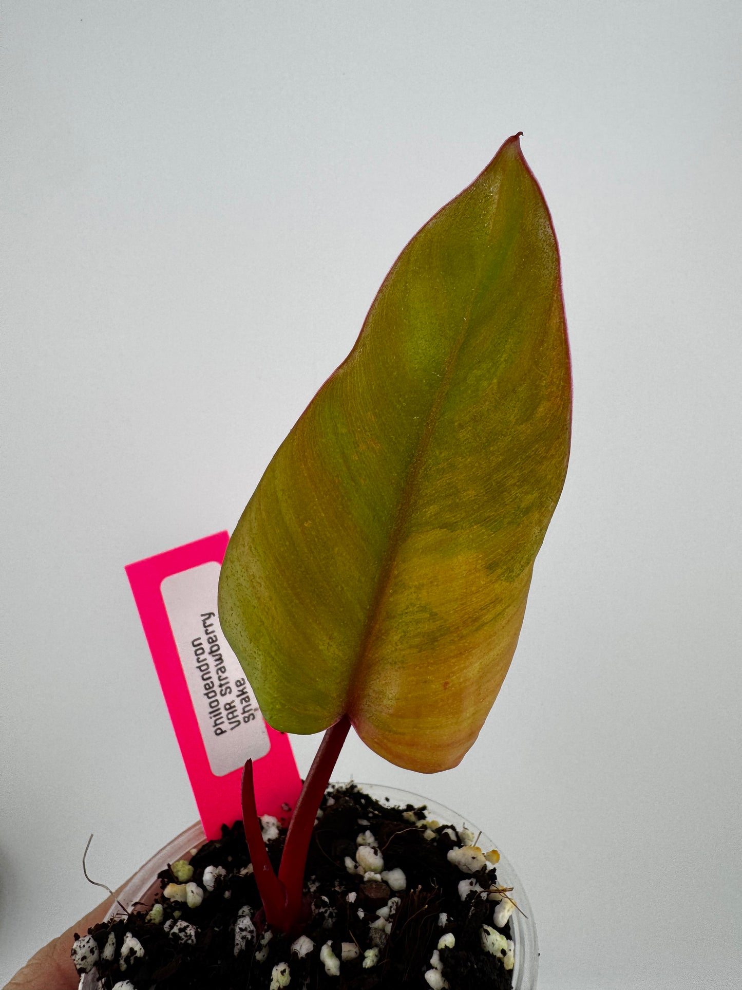 Philodendron Variegated Strawberry Shake
