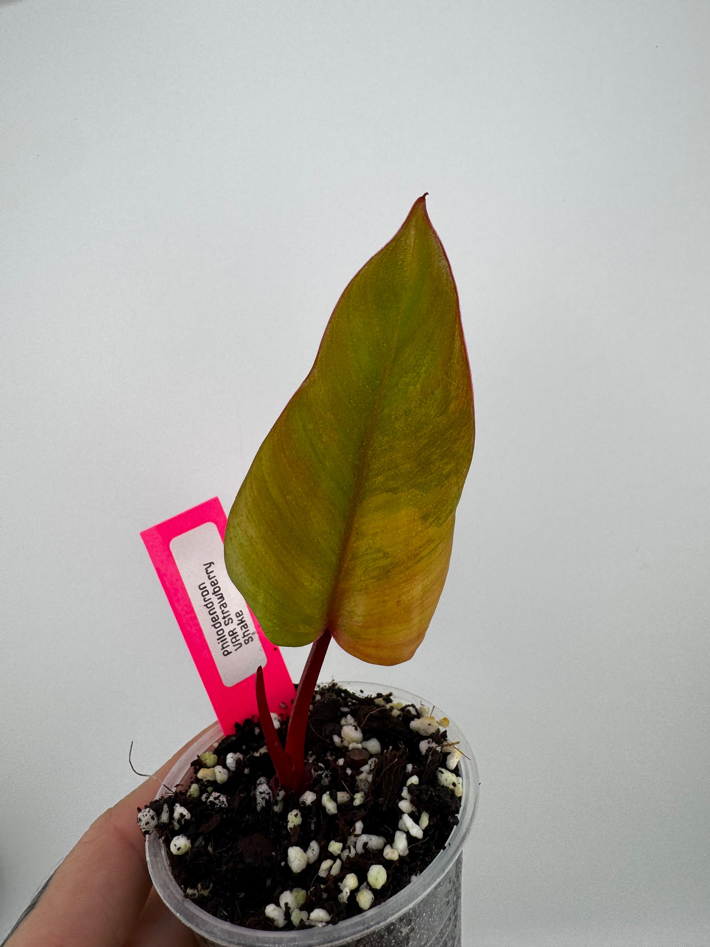 Philodendron Variegated Strawberry Shake