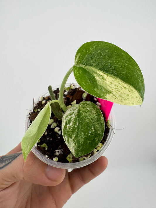 Scindapsus variegated Silver Splash #1