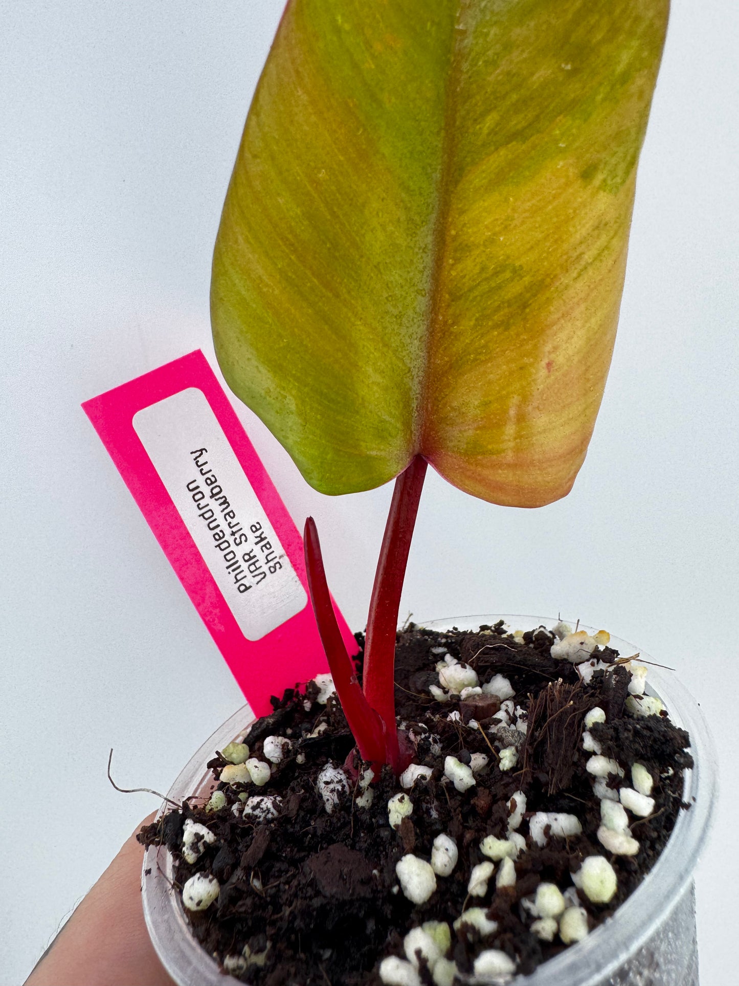 Philodendron Variegated Strawberry Shake