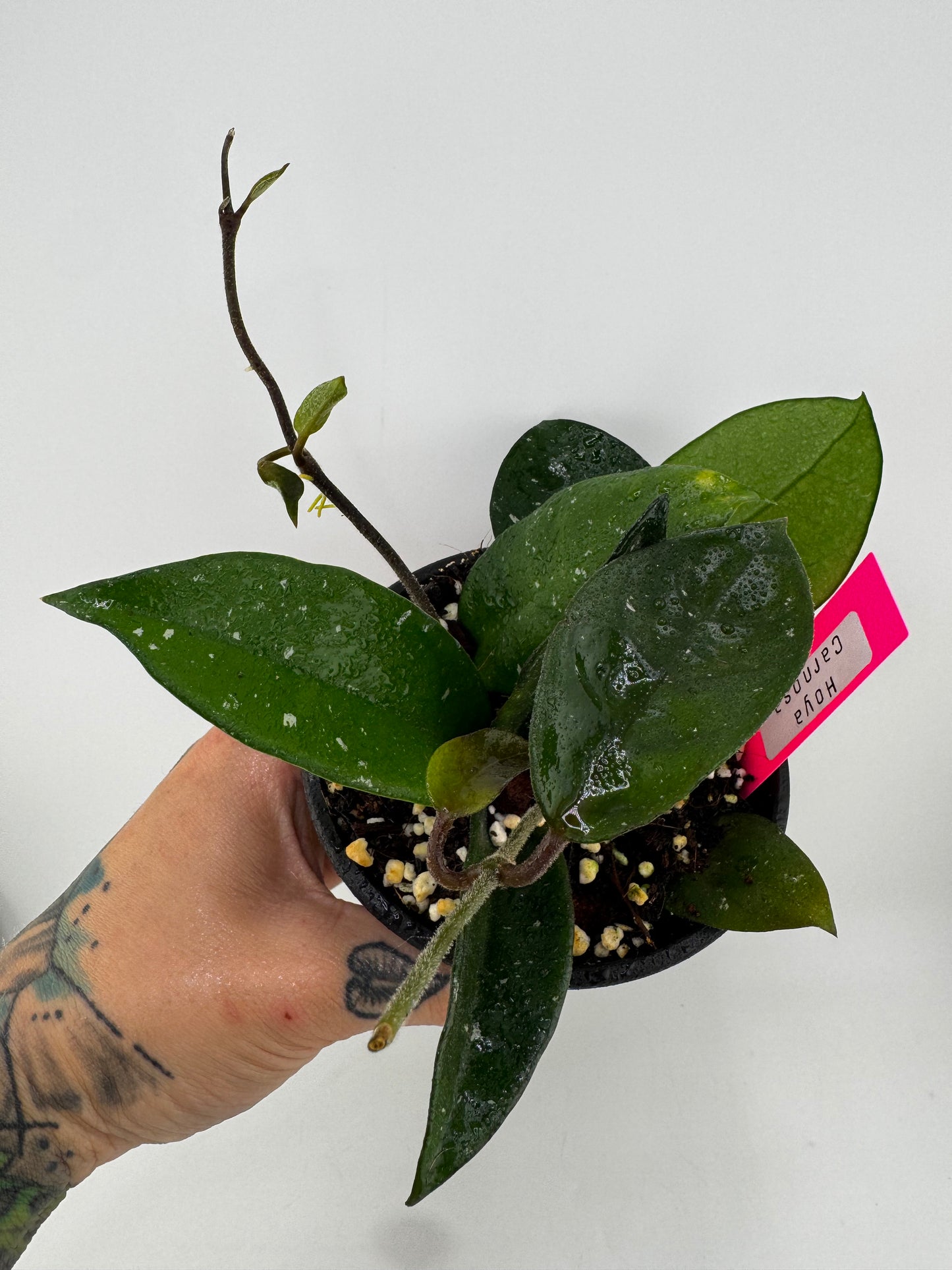 4” Hoya Carnosa