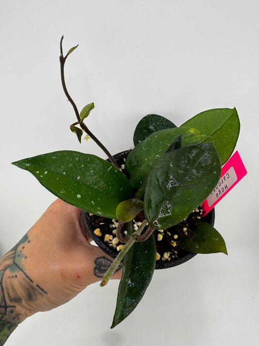 4” Hoya Carnosa