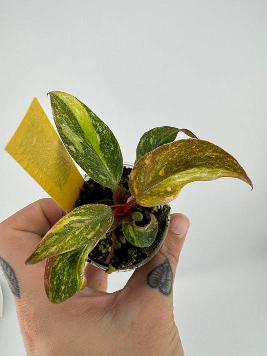 Philodendron Variegated Orange Princess