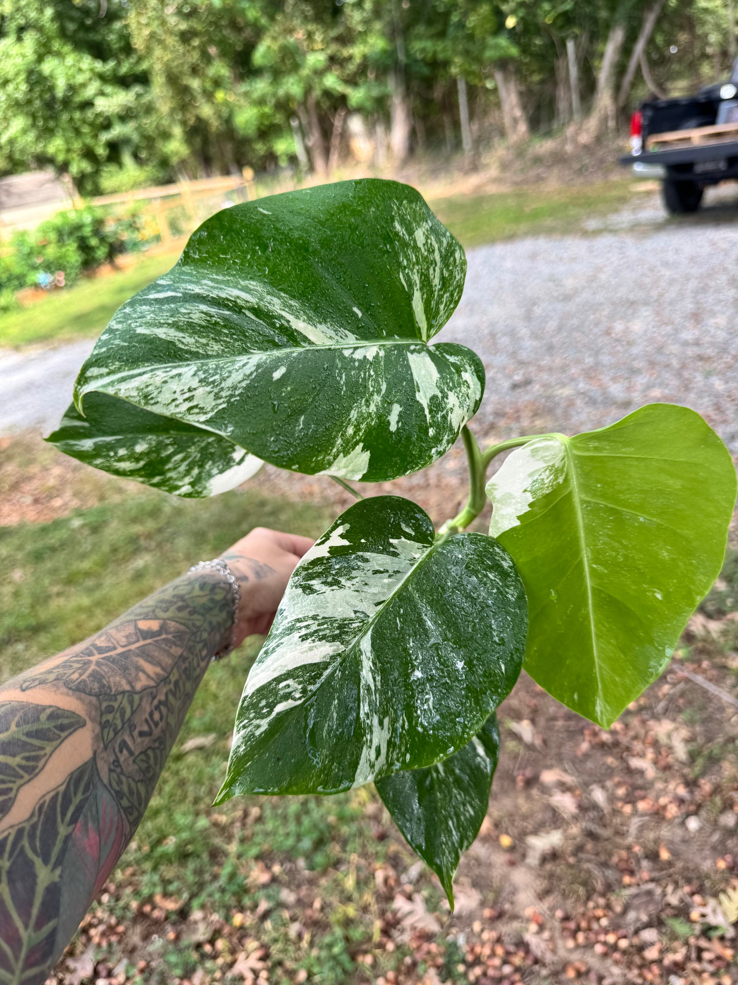 Monstera Deliciosa (borsigiana) Albo Variegated #1