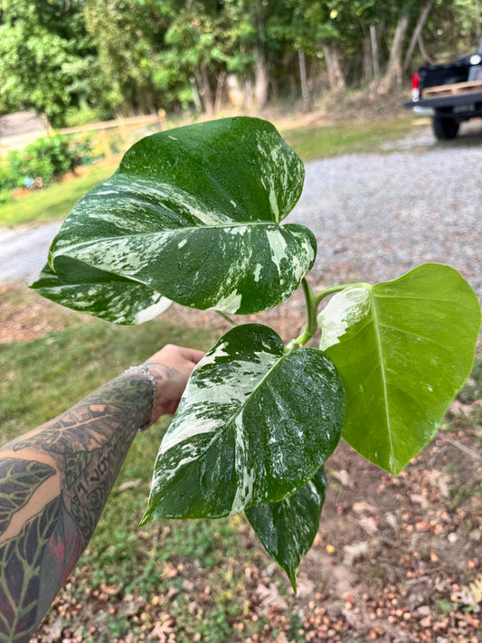 Monstera Deliciosa (borsigiana) Albo Variegated #1
