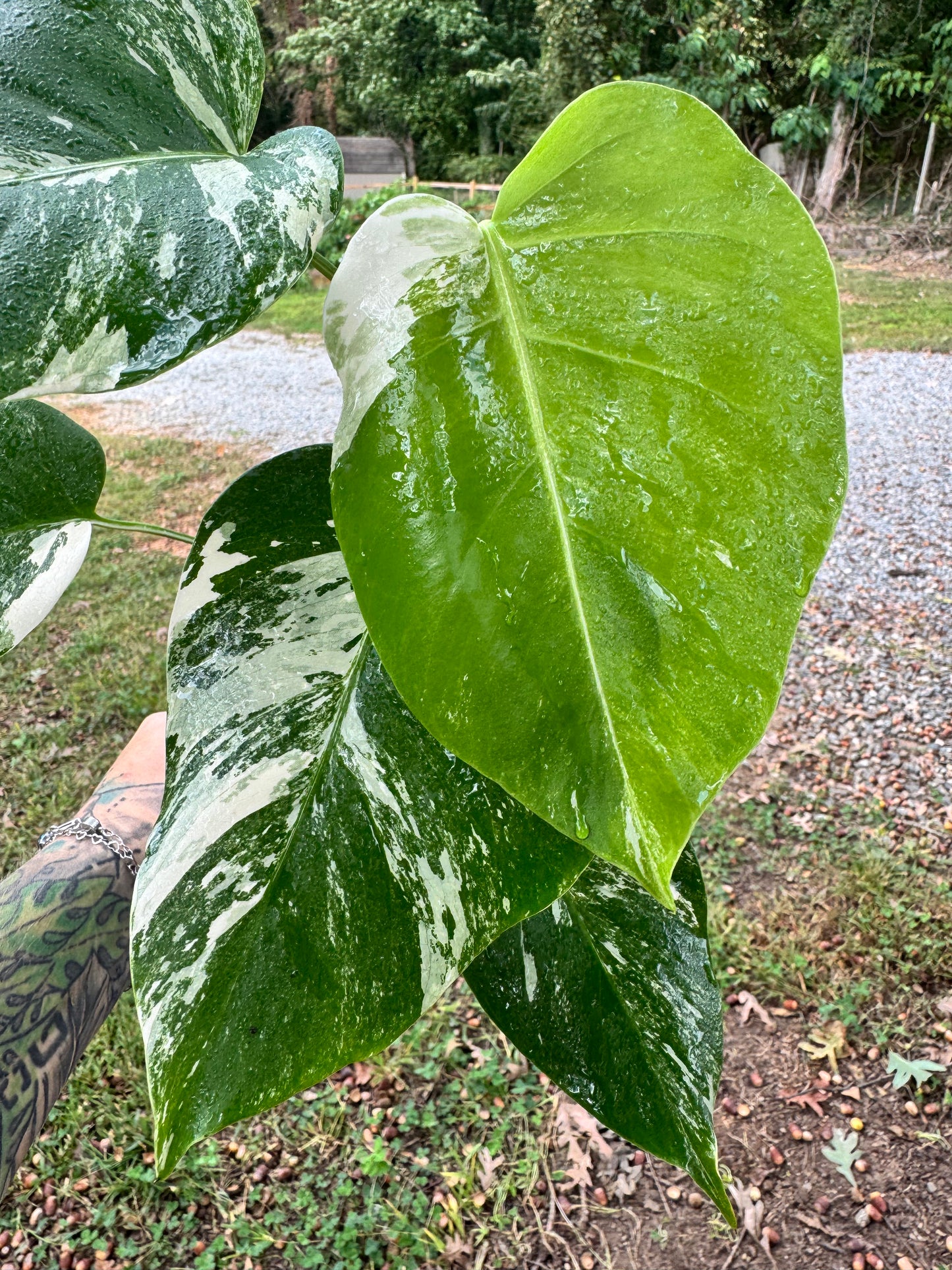 Monstera Deliciosa (borsigiana) Albo Variegated #1