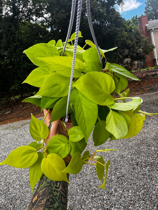 Philodendron Heartleaf ‘Neon’