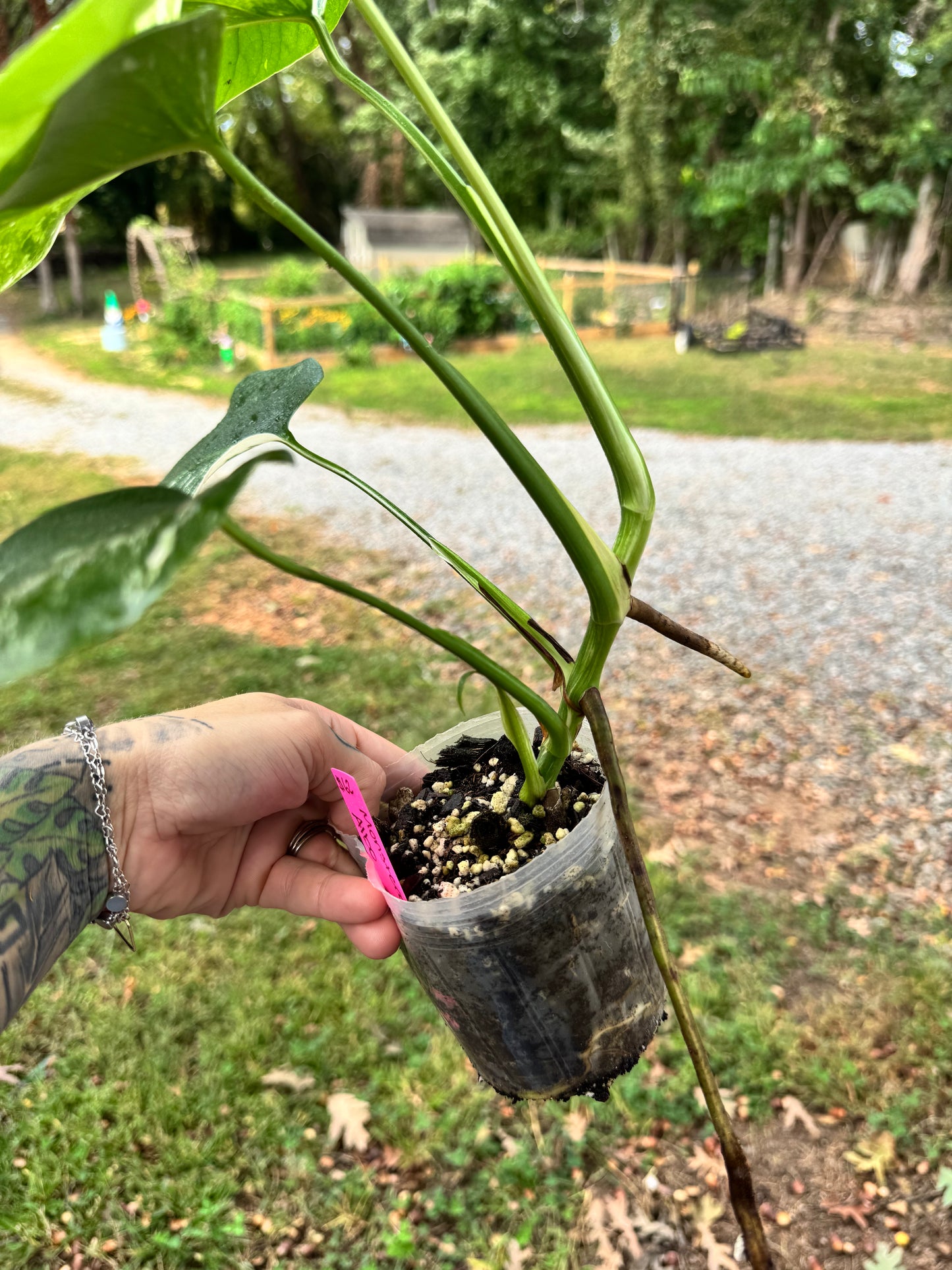 Monstera Deliciosa (borsigiana) Albo Variegated #1