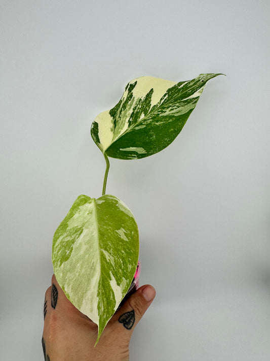 Monstera Deliciosa (borsigiana) Albo Variegated #2