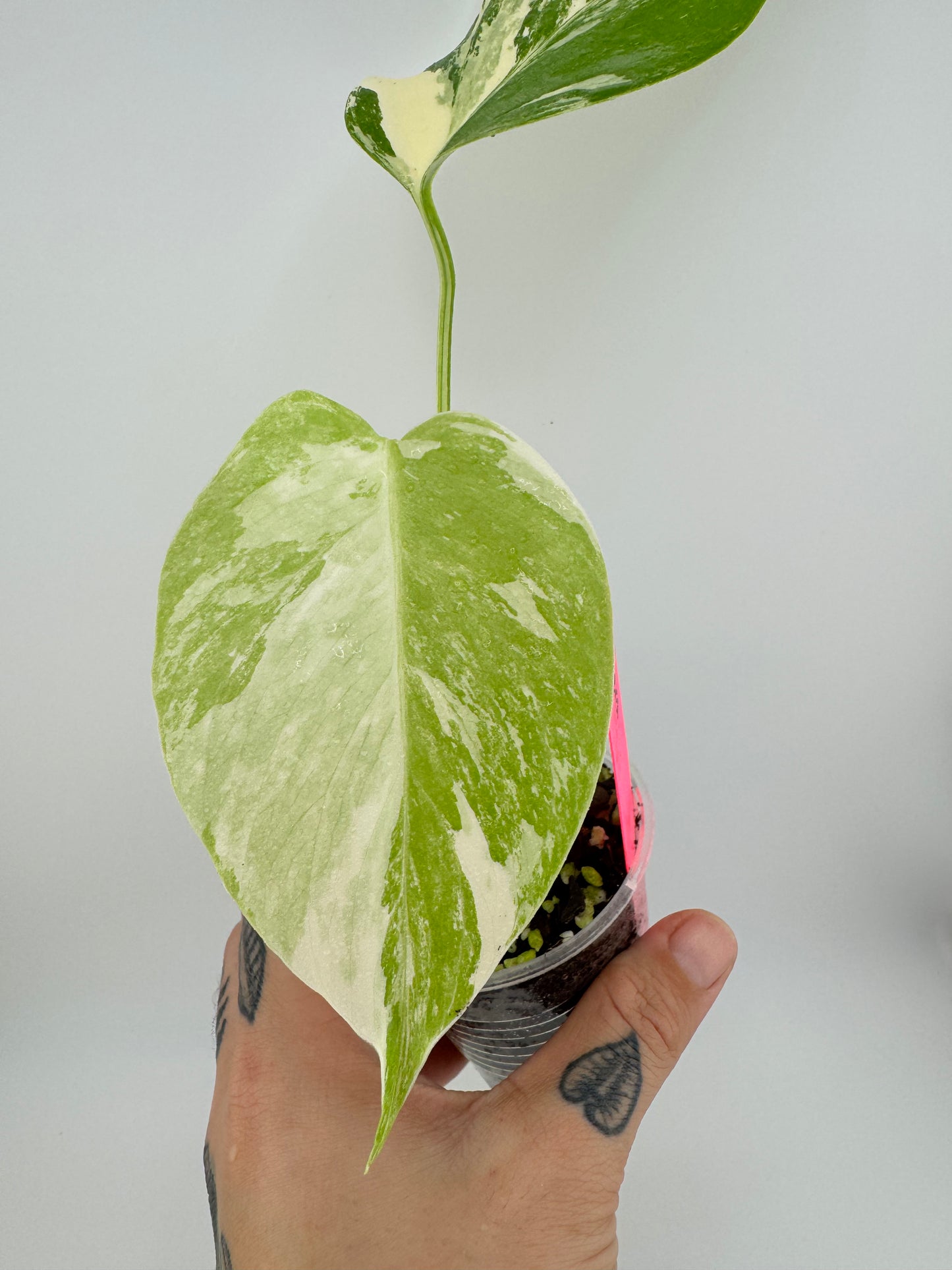 Monstera Deliciosa (borsigiana) Albo Variegated #2
