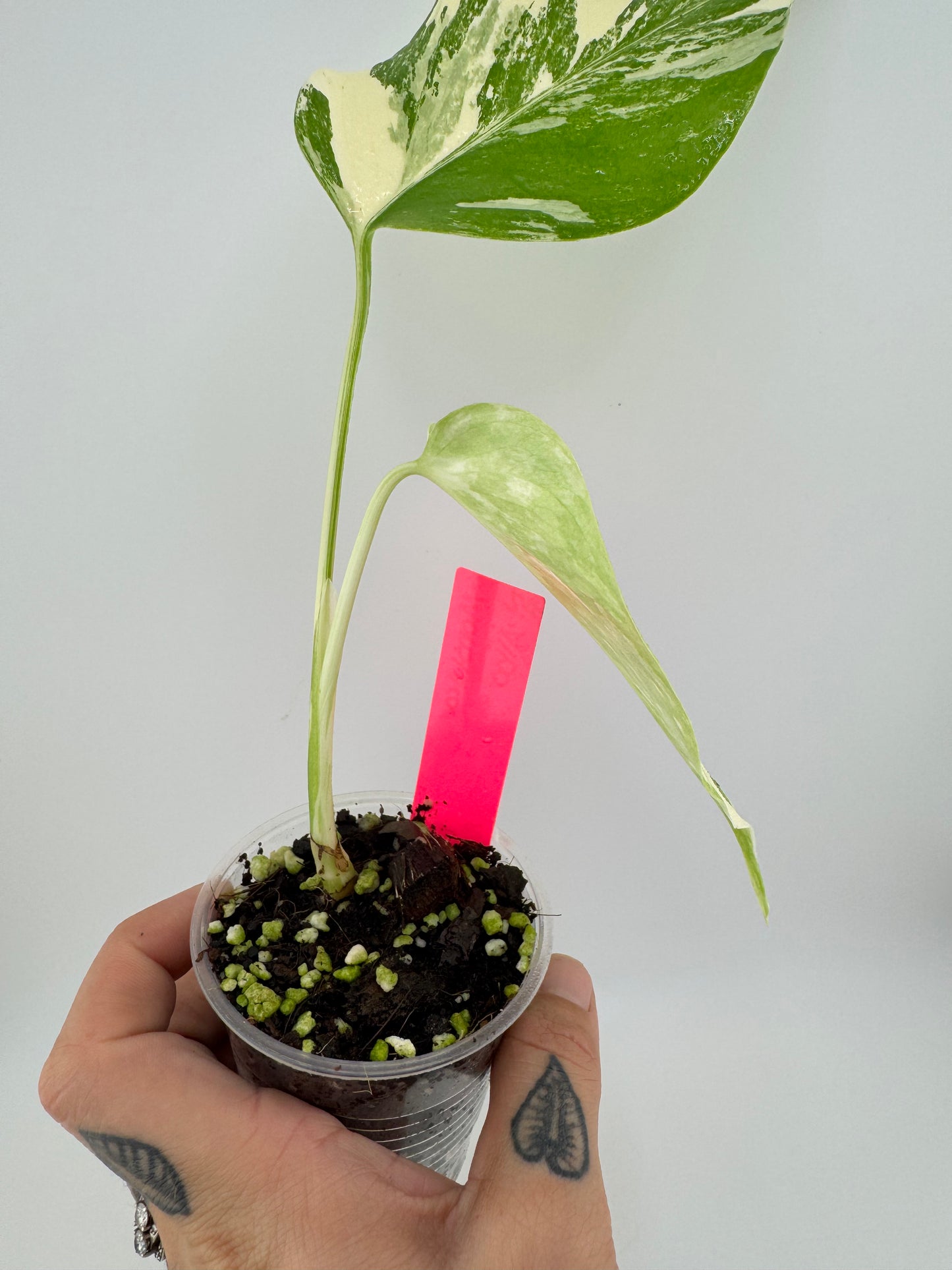 Monstera Deliciosa (borsigiana) Albo Variegated #2