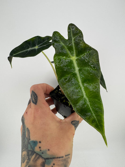 Alocasia Polly