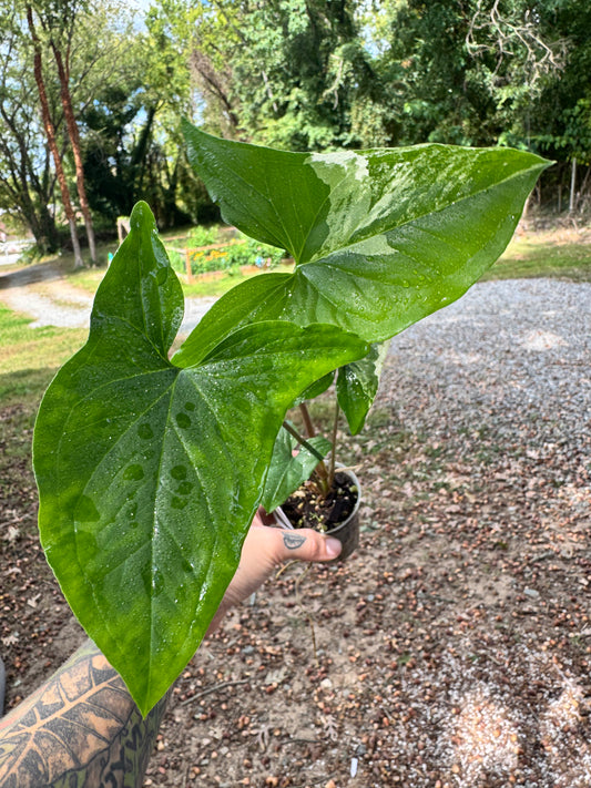 Syngonium Albo