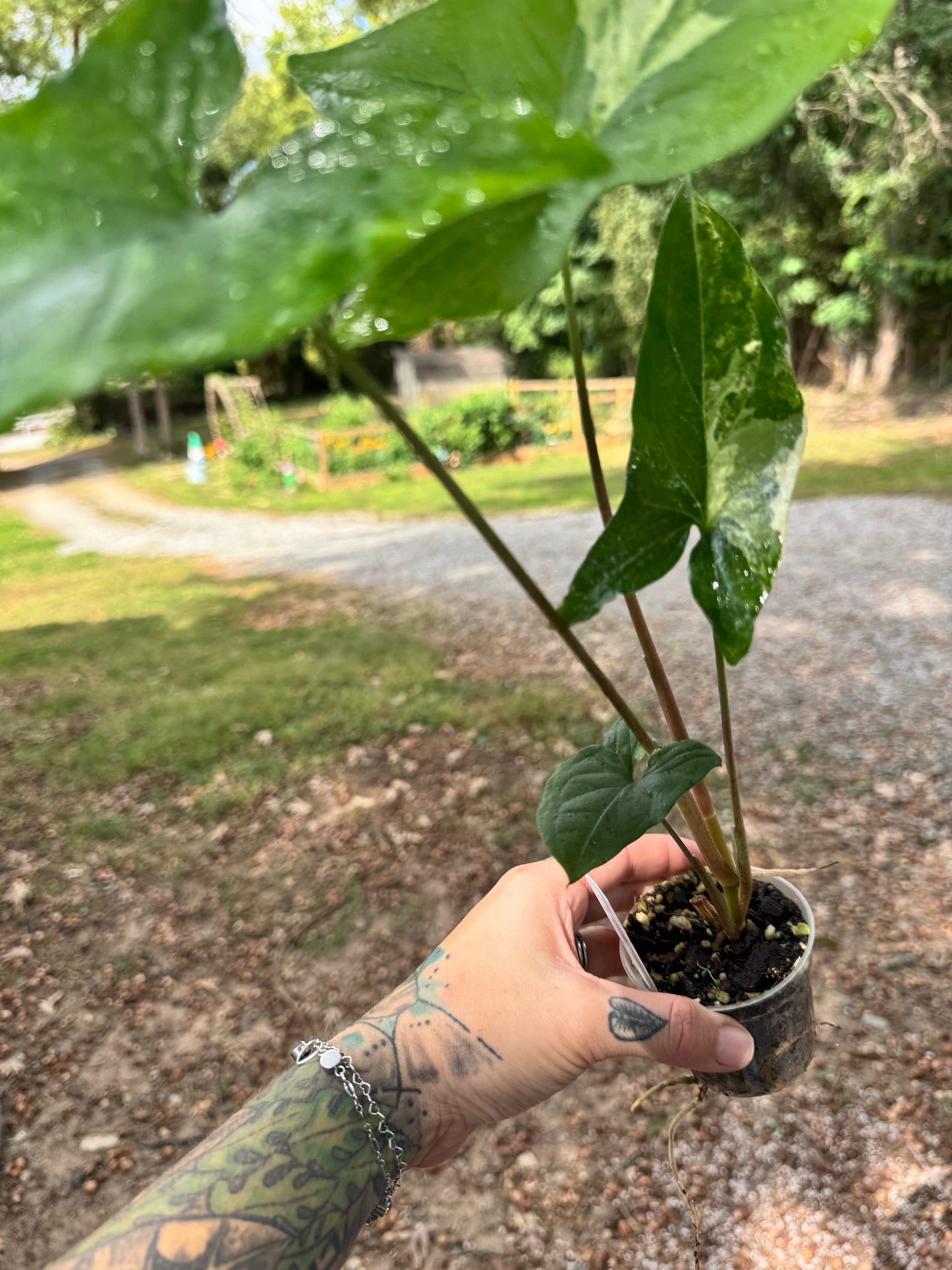Syngonium Albo