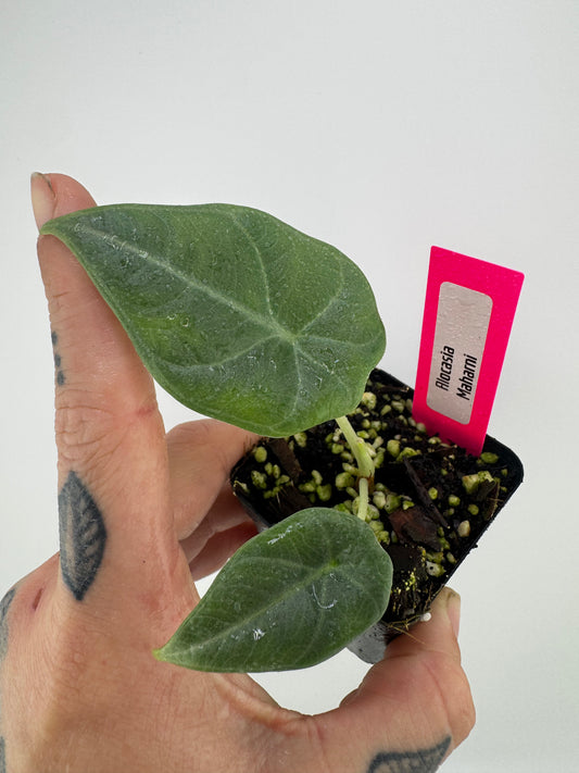 Alocasia Maharni