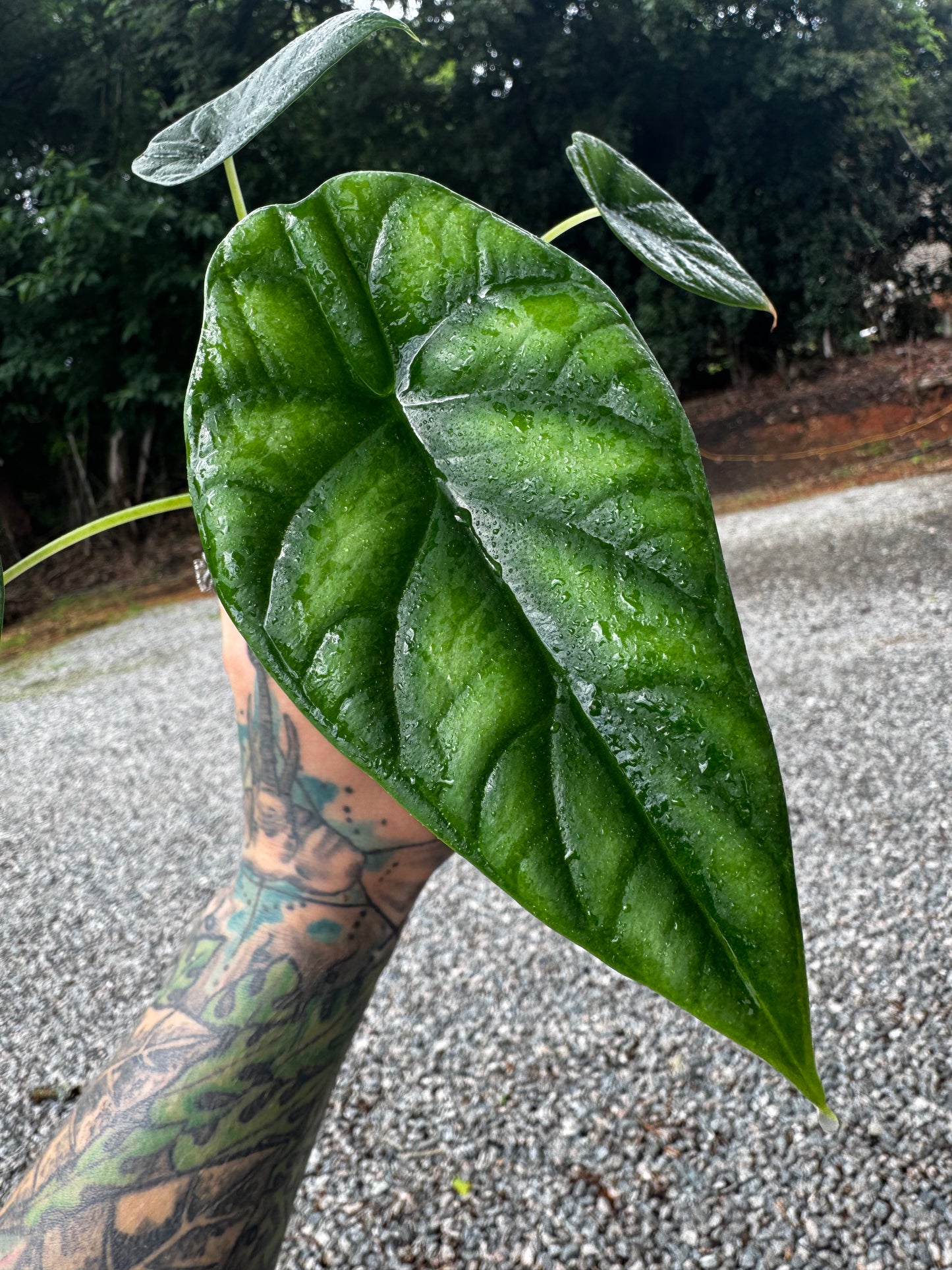 Alocasia Dragon Scale