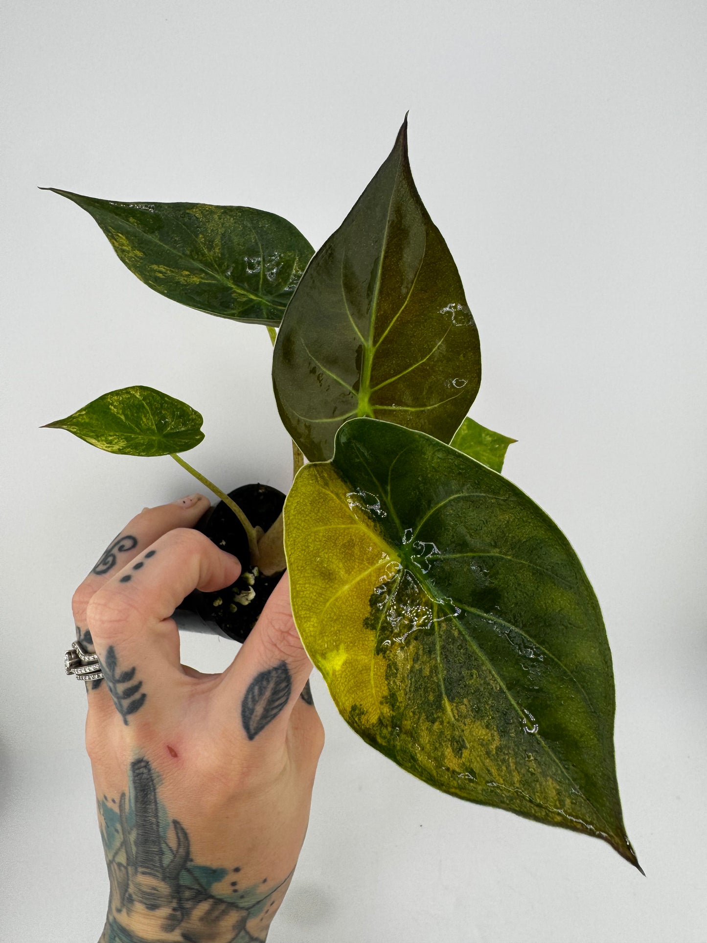Alocasia Wentii Aurea Variegated #2