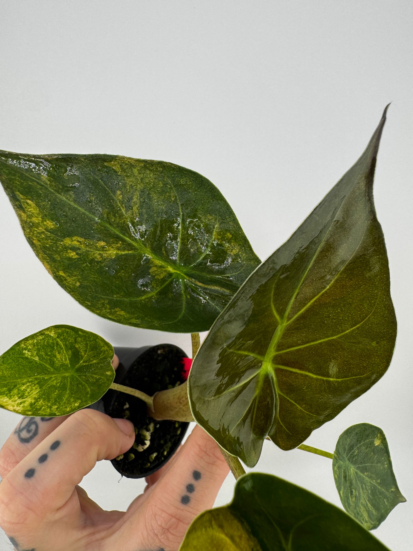 Alocasia Wentii Aurea Variegated #2