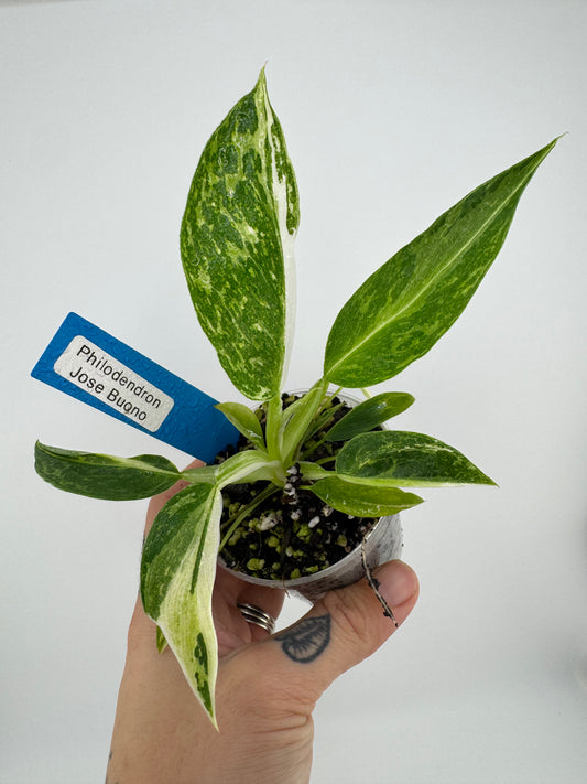 Philodendron Jose Buono