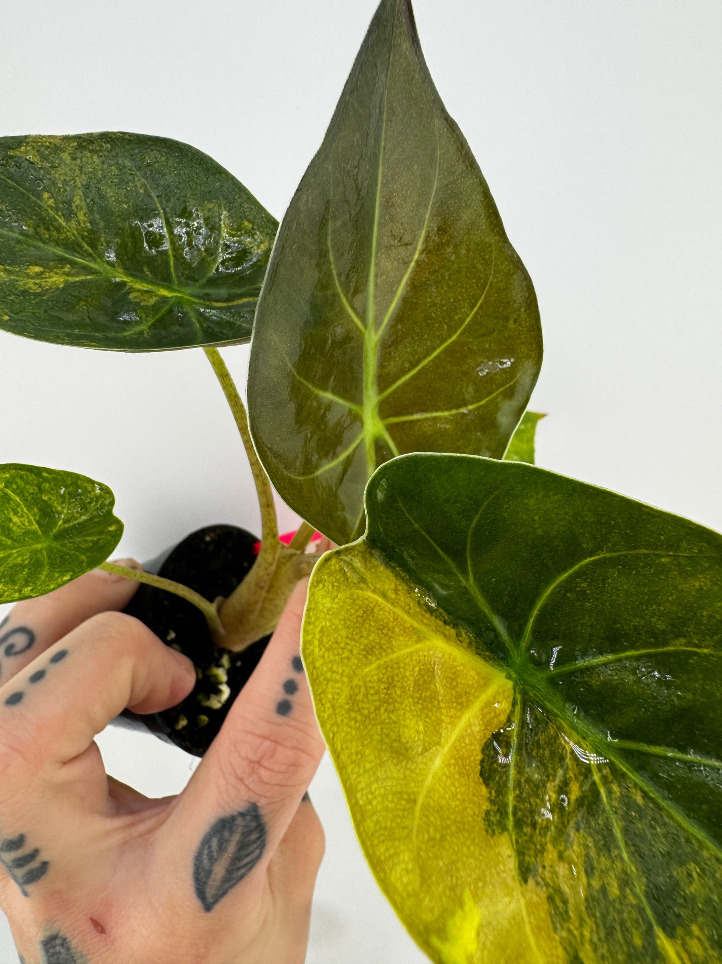 Alocasia Wentii Aurea Variegated #2