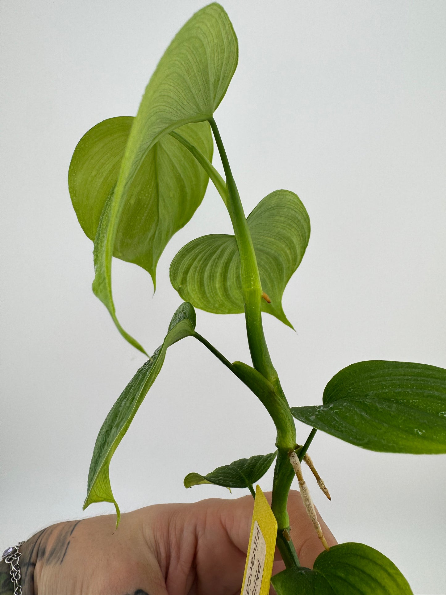 Philodendron fibraecataphyllum