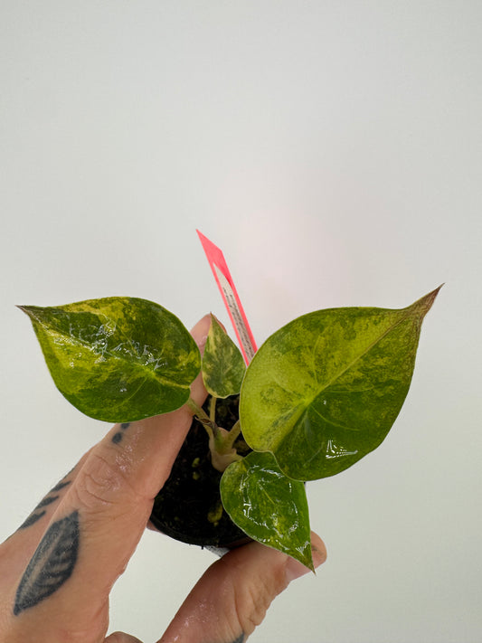 Alocasia Wentii Aurea Variegated #3