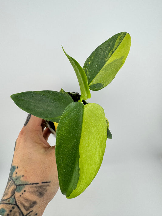 Philodendron Variegated Bipennifolium
