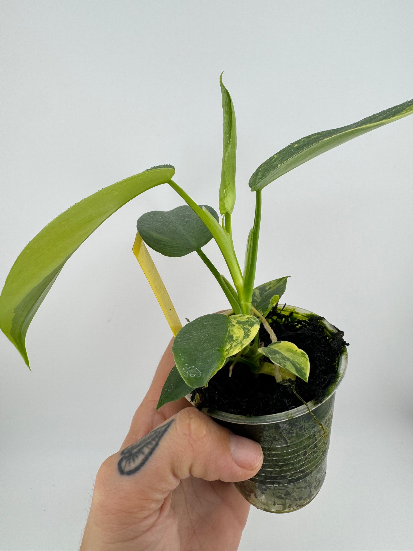 Philodendron Variegated Bipennifolium