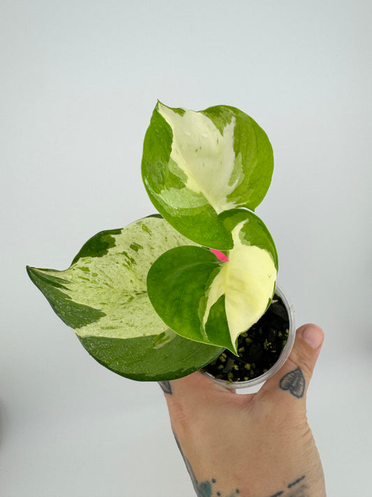Pothos ‘manjula’ variegated