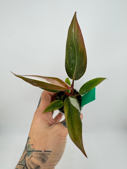 Philodendron variegated Red Anderson